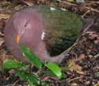 Emerald Dove, Lord Howe Island, December 2011