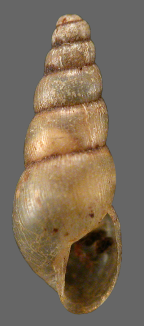<em>Allopeas gracile</em>. Height of shell: 7-10 mm.