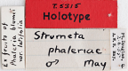 <i>Strumeta phaleriae</i> Holotype label