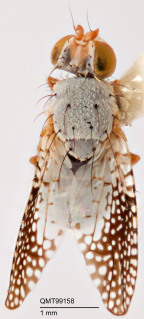 <i>Parahyalopeza multipunctata</i> Holotype