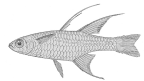 <I>Pseudomugil signata</I> holotype