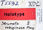 <i>Strumeta robiginosa</i> Holotype label