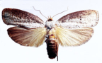 <I>Cryptophasa xylomina</I> Turner, 1906 [photo by Len Willan]