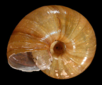 <em>Austrorhytida capillacea</em>, ventral view.