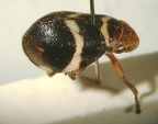 <i>Bathyllus albicinctus</i> (Erichson), type species of <i>Bathyllus</i> Stål..