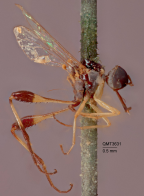 <i>Dolichomyia minima</i> Holotype