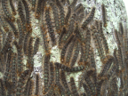 <i>Leptocneria reducta</i> larvae aggregating on the trunk of <i>Melia azedarach</i>