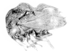 <I>Bunyella dromedarius</I> (Kirkaldy), holotype female.