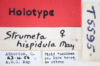 <i>Strumeta hispidula</i> Holotype label