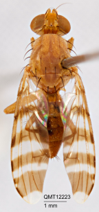 <i>Euphranta ternaria</i> Holotype