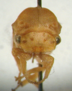 <I>Anzac bipunctatus</I> (Fabricius), adult female, frontal view.