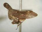 <I>Lubra spinicornis</I> (Walker), adult.