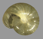 <em>Prolesophanta occlusa</em>, ventral view. 