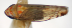 <i>Diemoides sueshephardae</i> Fletcher, adult