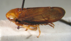 <i>Austrotartessus hattonensis</i> F. Evans, adult male.