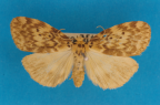 <i>Hectobrocha subnigra</i> T.P. Lucas, 1890, male