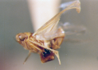 <i>Anzygina honiala</i> (Kirkaldy), female syntype.