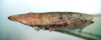 <I>Linacephalus michaelseni</I> Jacobi, holotype female.