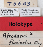 <i>Afrodacus flavinotus</i> Holotype label