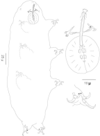 Hypsibiidae, habitus, pharyngeal apparatus, leg