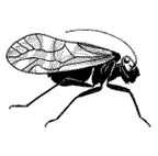 Psocoptera
