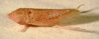 <i>Hackeriana elegantula</i> Evans, adult female.