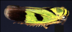 <I>Nephotettix nigropictus </I>(Stål), adult male.