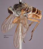 <i>Anabarhynchus yeppoon</i> Holotype