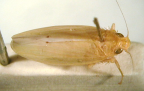 <I>Macroceratogonia aurea </I>Kirkaldy, adult