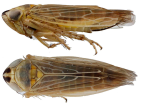 <i>Mayawa bimaculata</i> Dietrich, holotype, <i>habitus</i>