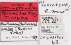 <i>Strumeta melas</i> Lectotype label
