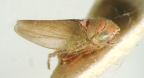 <I>Euleimonios rosifrons </I>Fletcher & Condello, holotype male.