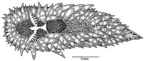 Family Proctonotidae. <i>Caldukia affinis</i>.(from Beesley, Ross & Wells 1998) [L. Newman]