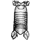 <I>Phoratopus remex</I>
