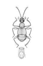 <I>Ctenisophus morosus </I>Raffray