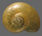 <em>Montidelos exiguus</em>, dorsal view.
Diameter of shell: 6.5 mm