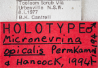 <i>Micronevrina apicalis</i> Holotype label