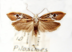 <I>Pilostibes serpta</I> T.P. Lucas, 1901 [photo by Len Willan]