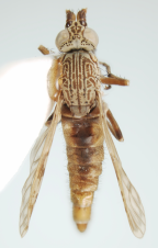 <I> Neodialineura striatithorax</I>  Female dorsal