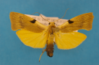 <i>Teulisna bipunctata</i> (Walker, 1866), male