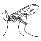 Trichoceridae