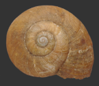 <em>Griffithsina connorsiana</em>, dorsal view.
Diameter of shell: 22.5 mm