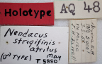 <i>Neodacus strigifinis atritus</i> Holotype label