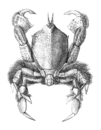 <em>Cosmonotus grayi</em> [from Adams & White 1848: pl. 13 fig. 3]