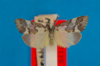 <i>Philenora malthaca</i> Turner, 1944, holotype female