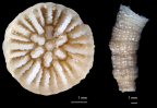 Stenocyathus vermiformis, calicular and lateral views.