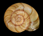 <em>Austrorhytida barringtoniana</em>, dorsal view.
Diameter of shell: 20 mm