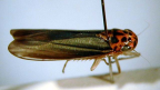 <I>Ishidaella tumida </I>(Evans), adult.