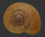 <em>Annabellia subglobosa</em>, dorsal view.
Diameter of shell: 22.5 mm