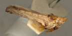 <i>Austrodascalia evansorum</i> Fletcher, holotype male
